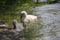 Two swan chicks in the water