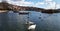 Two swan in front of Kastoria town and the Orestiada lake in Greece