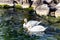 Two Swan in love on clear waters Geneva lake