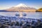 Two Swan in the Yamanaka Lake with Fuji Mountain background