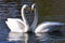 Two swans