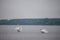 Two Swans, black and white, with their curved neck and orange beak on the Danube river, in Zemun, Belgrade, Serbia, one spreading