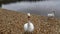 Two swans on the coast near the lake