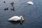 Two Swans Dive for Food.