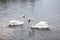 Two Swans Facing on a Shining Lake