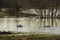 Two swans on flooded field