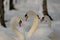 Two swans forming a heart with their necks