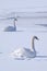 Two swans on a frozen lake