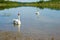 Two swans on the Gorodishchenskoe lake in the sunny summer day. Izborsk, Russia