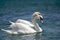 Two swans in love on the pond. A symbol of love and fidelity. Love for life.