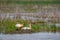 Two Swans in the marsh lands