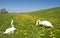 Two swans in meadow