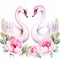 two swans and peonies watercolor illustration on white background