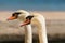 Two swans portrait looking at the same direction.