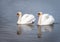 Two swans reflected in the rippled water