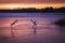 Two swans running on ice, taking off to the sky