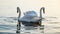 Two swans on the sea water, at sunrise, on a beautiful summer day. A gorgeous picture