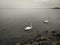 Two swans and several ducks swim by the rocky shore of Lake Balaton