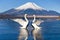 Two Swans spreading wings with Fuji Mountain Background at Yamanakako, Japan