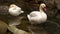 Two swans stand in the water and clean their feathers