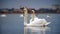 Two swans in swan lake. Swan love.