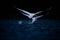 Two Swans Taking Off on Dark Blue Water
