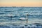 Two swans in a warm evening light at the sea