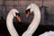 Two swans on Ã®le Saint-Louis