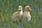 Two sweet Baby Ducklings