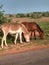 Two sweet donkey eating green  grass