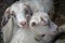 Two sweet little baby goats lying on the hay, cuddling in a farm, villiage scene, rural, livestock animals