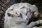 Two sweet little baby goats lying on the hay, cuddling in a farm, villiage scene, rural, livestock animals