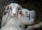 Two sweet little baby goats lying on the hay, cuddling in a farm, villiage scene, rural, livestock animals