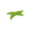 Two sweet pea green pods, opened and closed, vector icon. Peas bean is ripped and cracked, cartoon illustration isolated