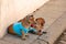 Two sweet red Duchshund dogs wearing casual bright clothes, t-shirts, cap, bow ties sit at the wall on the street.