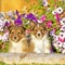 Two sweet Shetland Sheepdog puppies, few week old sitting together by flowers.