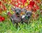 Two sweet Xoloitzcuintle Mexican Hairless Dog   puppies standing in beautiful garden