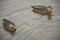 Two Swimming American Black Ducks