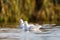 Two swimming black-headed gulls (Larus ridibundus )