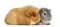 Two Swiss Teddy Guinea Pigs, isolated