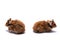 Two syrian hamsters on white background