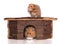Two syrian hamsters in a wooden house
