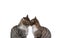 Two tabby cats in love and they are  sitting and snuggling each other