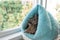 Two tabby kittens peek out of a soft blue house