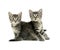 Two tabby kittens on white