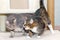 Two tabby mongrel cats play near the scratching post and the cat house.