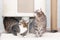 Two tabby mongrel cats play near the scratching post and the cat house.