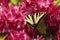 Two tailed butterfly on flowers.