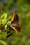 Two tailed pasha butterfly overview - Charaxes jasius