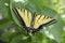 Two tailed swallowtail butterfly